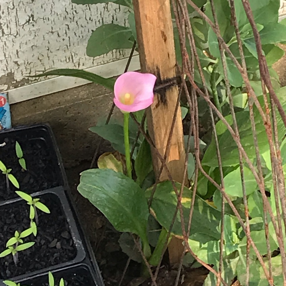 Meet your Posher, Cathy